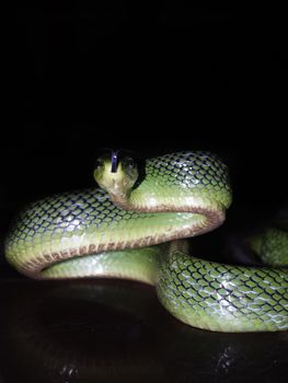 Green Tree Snake, Isolated in Black