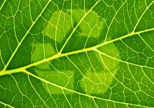 A fine green leaf with a symbol for sustainability.