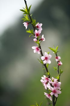 pink Peach blossom in a garden at spring