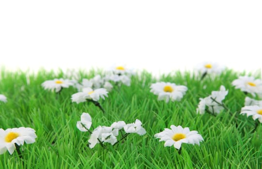 A fine green flower meadow in front of a plain white background.