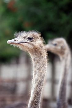 ostrich