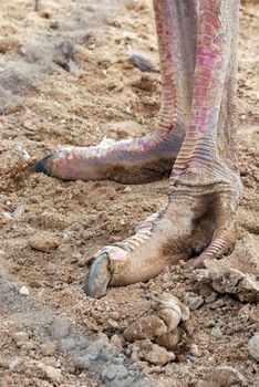 ostrich