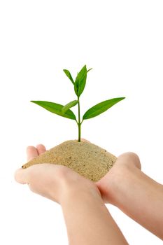 A person holding a pile of sand with a fresh plant in it. All isolated on white background.