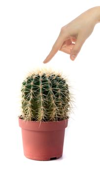 A human hand right before touching a cactus. All ioslated on white background.