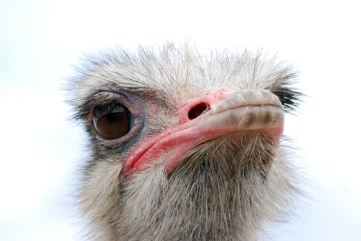 ostrich