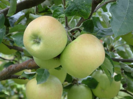 green apples