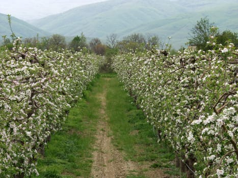 apple orchard