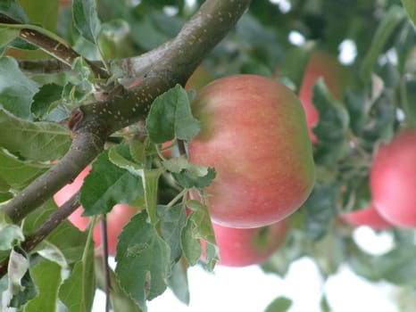 red








green apples