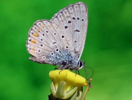 close up of lycaenidae butterfly on flower