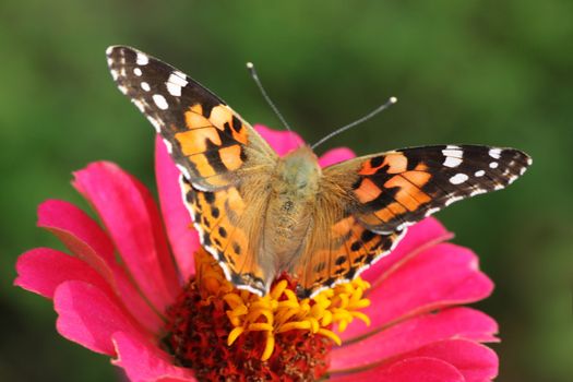 close up of Painted Lady butterfly on zinnia