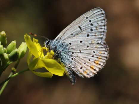 close up of butterfly (lycaenidae) on flower