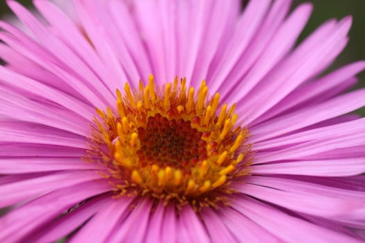 close up of chrysanthemum
