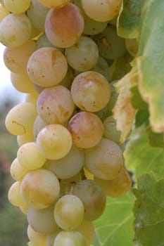 ripe green grape