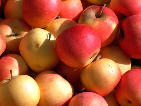 ripe apples