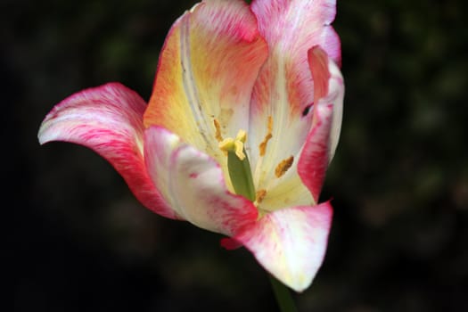 tulip