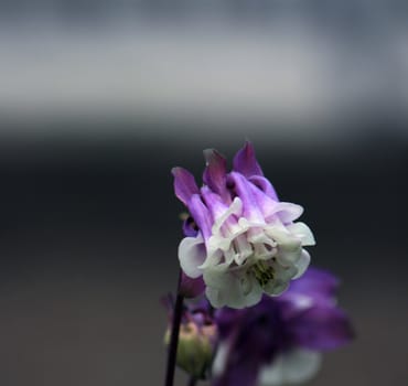 violet flowers