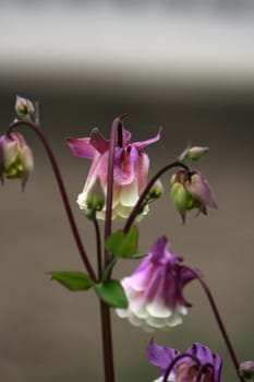 violet flowers