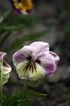 violet flowers