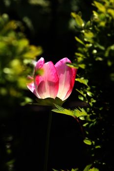 pink Tulips
