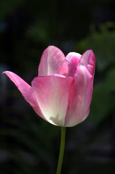 pink Tulips