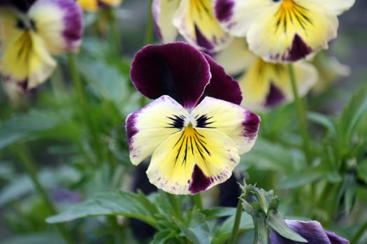 pansies