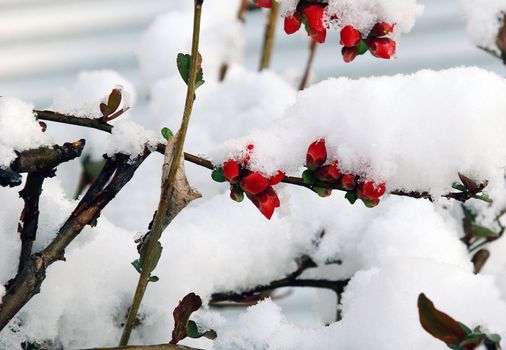 flowers in the snow