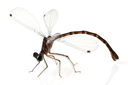 Dragonfly on white background shallow depth of field focus is head