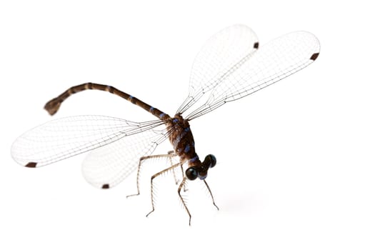 Dragonfly on white background shallow depth of field focus is head