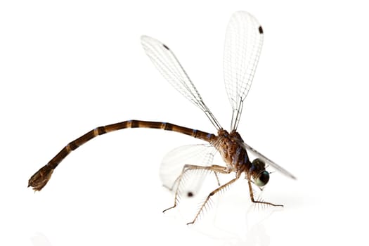 Dragonfly on white background shallow depth of field focus is head