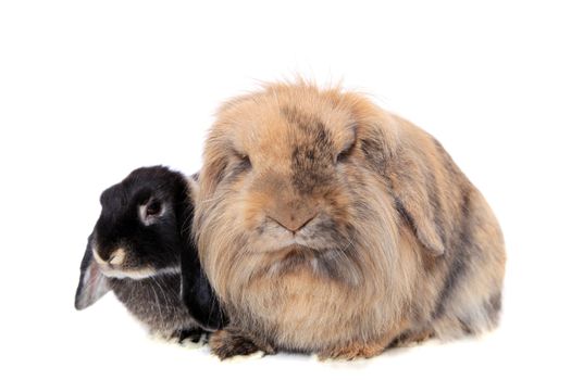 Cute little rabbit. All on white background.