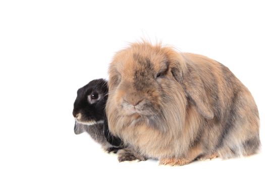 Cute little rabbit. All on white background.