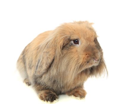 Cute little rabbit. All on white background.