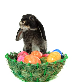 Cute easter bunny with colored eggs. All on white background.