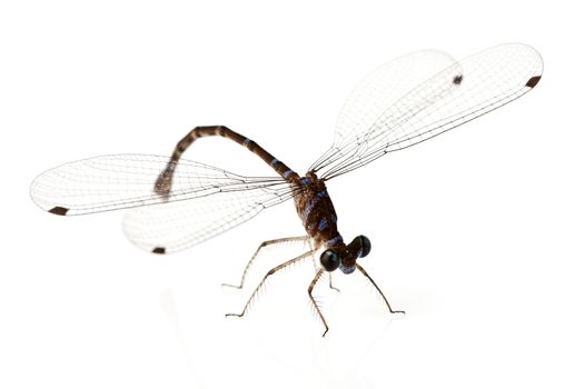 Dragonfly on white background shallow depth of field focus is head