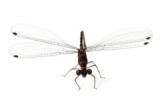 Dragonfly on white background shallow depth of field focus is head