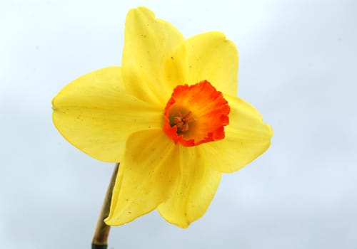 Daffodil