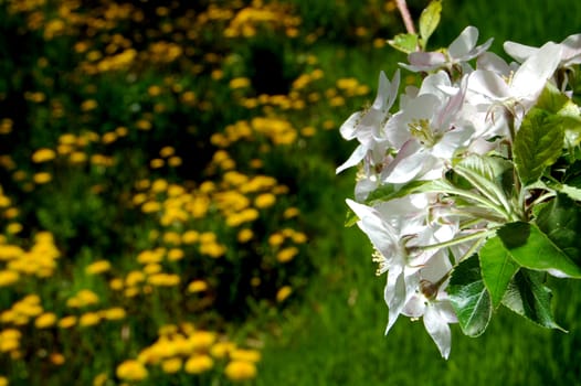 Apple blossom