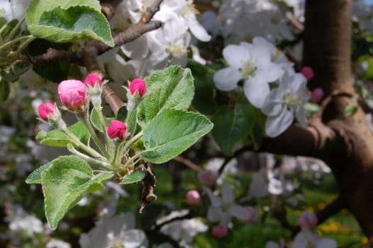 Apple blossom