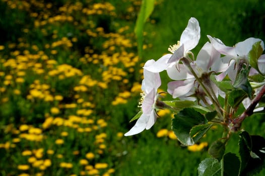 Apple blossom