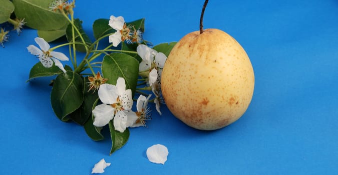 ripe pears
