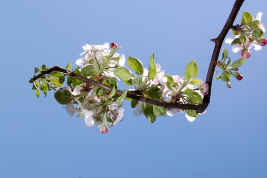 Apple blossom