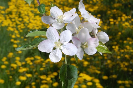 Apple blossom