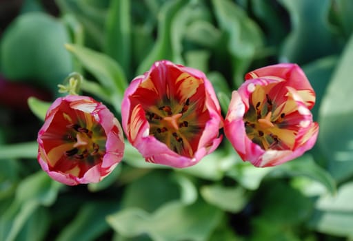 tulip flowers