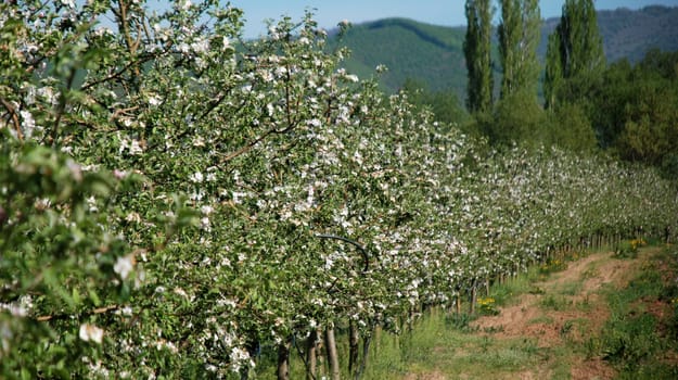 Apple blossom