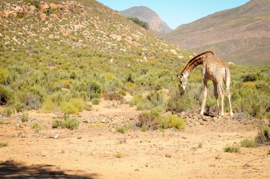 One giraffe in wild african bush area