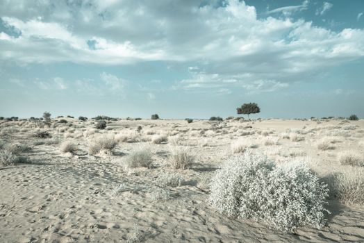 One rhejri (prosopis cineraria) tree in the thar desert ( great indian desert) under cloudy blue sky in light blue colors