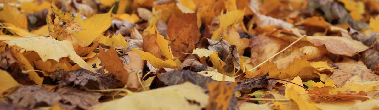 Autumnal leaves in yellow and brown colors.