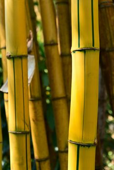 Yellow bamboo forest background. Shallow DOF 