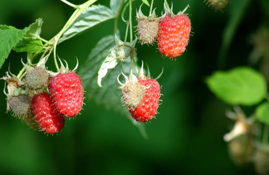 Raspberries