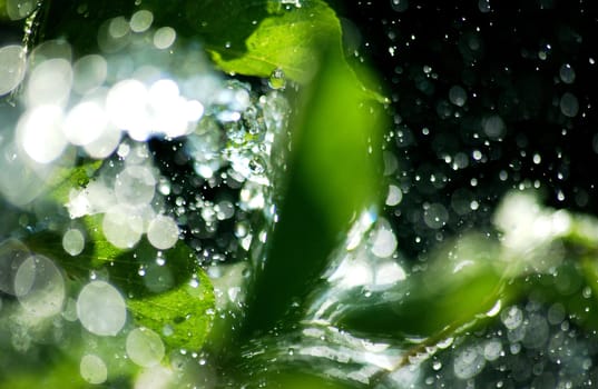 sun on waterdrops